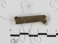 刺革菌屬藏品圖，第1張