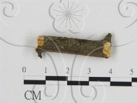 刺革菌屬藏品圖，第3張