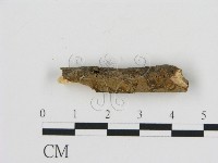 刺革菌屬藏品圖，第3張