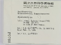 刺革菌屬藏品圖，第2張