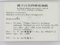 刺革菌屬藏品圖，第2張