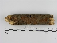 刺革菌屬藏品圖，第1張