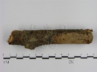 刺革菌屬藏品圖，第3張