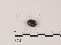 刺革菌屬藏品圖，第3張
