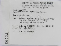 刺革菌屬藏品圖，第2張