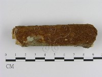 刺革菌屬藏品圖，第1張