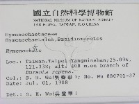 刺革菌屬藏品圖，第2張