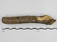 刺革菌屬藏品圖，第1張