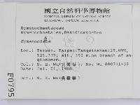 刺革菌屬藏品圖，第2張