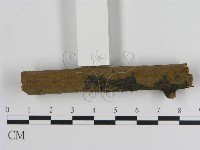 刺革菌屬藏品圖，第1張