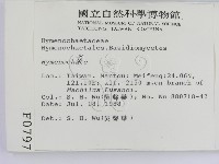 刺革菌屬藏品圖，第2張