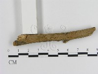 刺革菌屬藏品圖，第1張