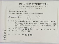 刺革菌屬藏品圖，第2張
