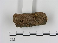 刺革菌屬藏品圖，第1張