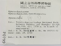 刺革菌屬藏品圖，第2張