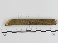 刺革菌屬藏品圖，第1張