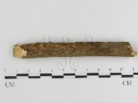 刺革菌屬藏品圖，第3張