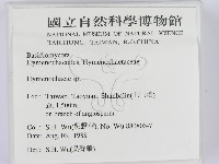 刺革菌屬藏品圖，第2張