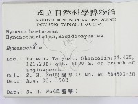 刺革菌屬藏品圖，第2張