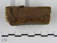 刺革菌屬藏品圖，第1張