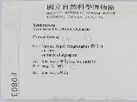 刺革菌屬藏品圖，第2張