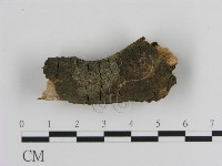 刺革菌屬藏品圖，第3張