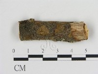 刺革菌屬藏品圖，第1張
