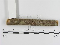 刺革菌屬藏品圖，第1張