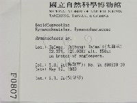 刺革菌屬藏品圖，第2張