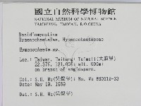 刺革菌屬藏品圖，第2張