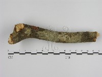 刺革菌屬藏品圖，第1張