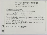刺革菌屬藏品圖，第2張
