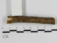 刺革菌屬藏品圖，第1張