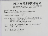 刺革菌屬藏品圖，第2張