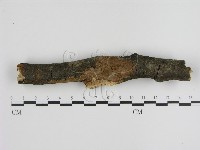 刺革菌屬藏品圖，第1張
