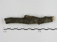 刺革菌屬藏品圖，第3張
