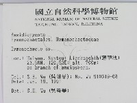 刺革菌屬藏品圖，第2張