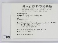 刺革菌屬藏品圖，第2張