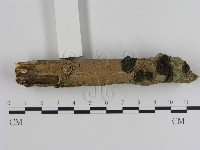 刺革菌屬藏品圖，第1張
