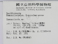 刺革菌屬藏品圖，第2張