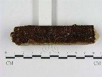 刺革菌屬藏品圖，第1張