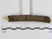 刺革菌屬藏品圖，第1張