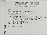 刺革菌屬藏品圖，第2張
