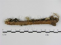 刺革菌屬藏品圖，第1張