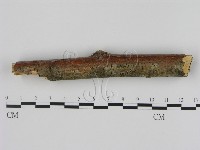 刺革菌屬藏品圖，第3張
