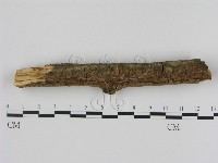 刺革菌屬藏品圖，第4張