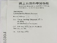 刺革菌屬藏品圖，第2張