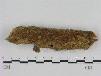 刺革菌屬藏品圖，第1張