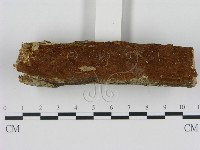 刺革菌屬藏品圖，第1張