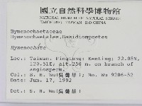刺革菌屬藏品圖，第2張